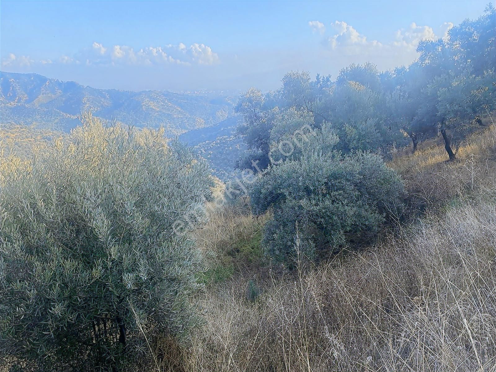 Şentürk Gayrimenkul | Sultanhisar Kavaklı'da 3685 M² Zeytinlik - Görsel 22