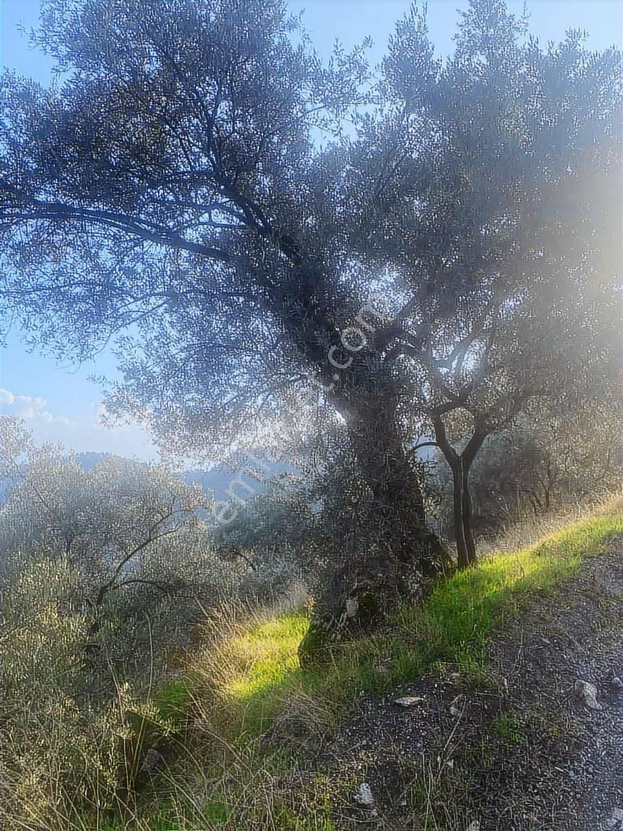 Şentürk Gayrimenkul | Sultanhisar Kavaklı'da 3685 M² Zeytinlik - Görsel 10