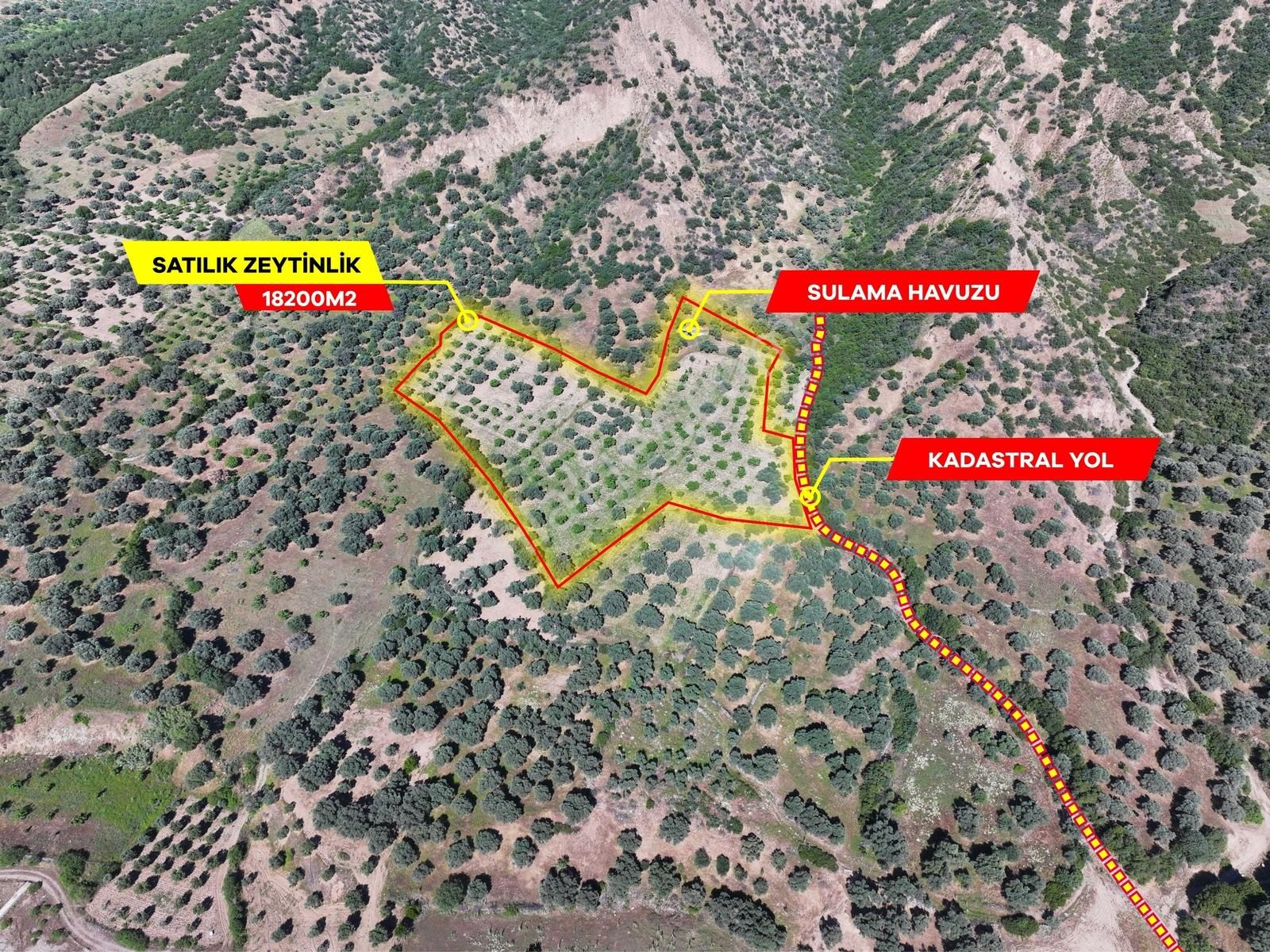 Majestic Manors - Kestelde 18200m2 Zeytin Ve İncir Bahçesi - Görsel 9