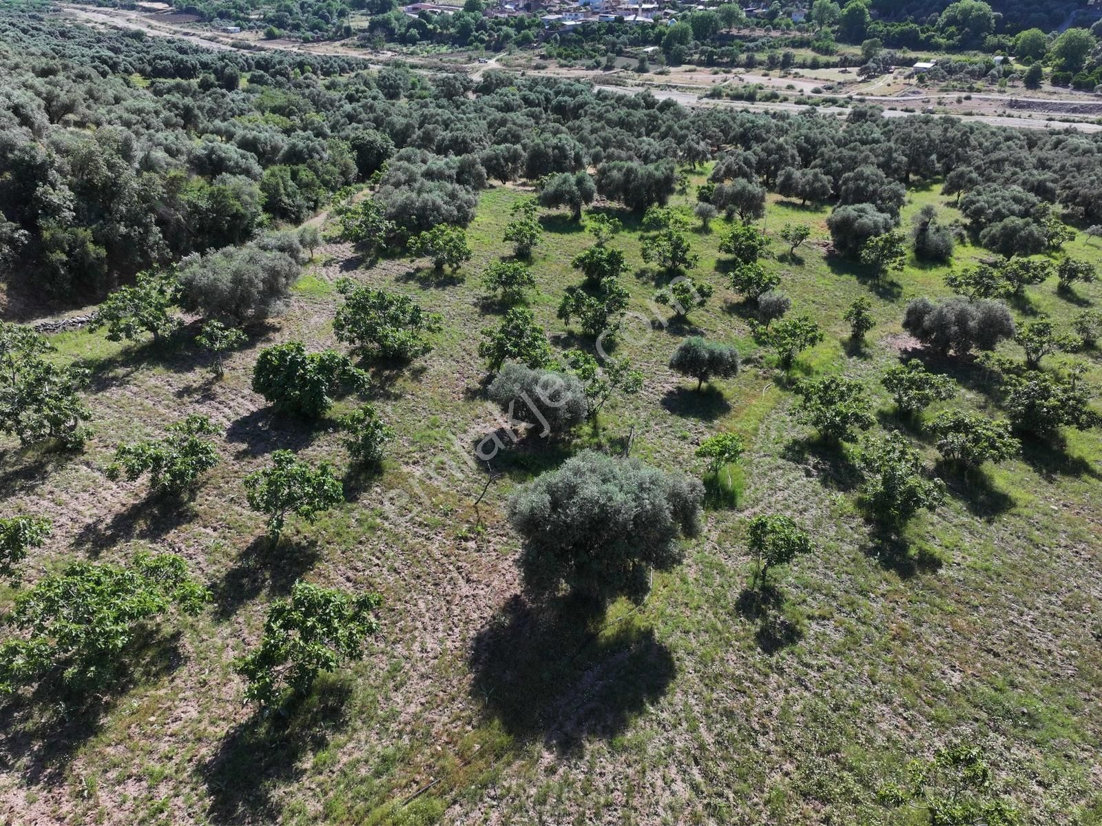 Majestic Manors - Kestelde 18200m2 Zeytin Ve İncir Bahçesi - Görsel 6