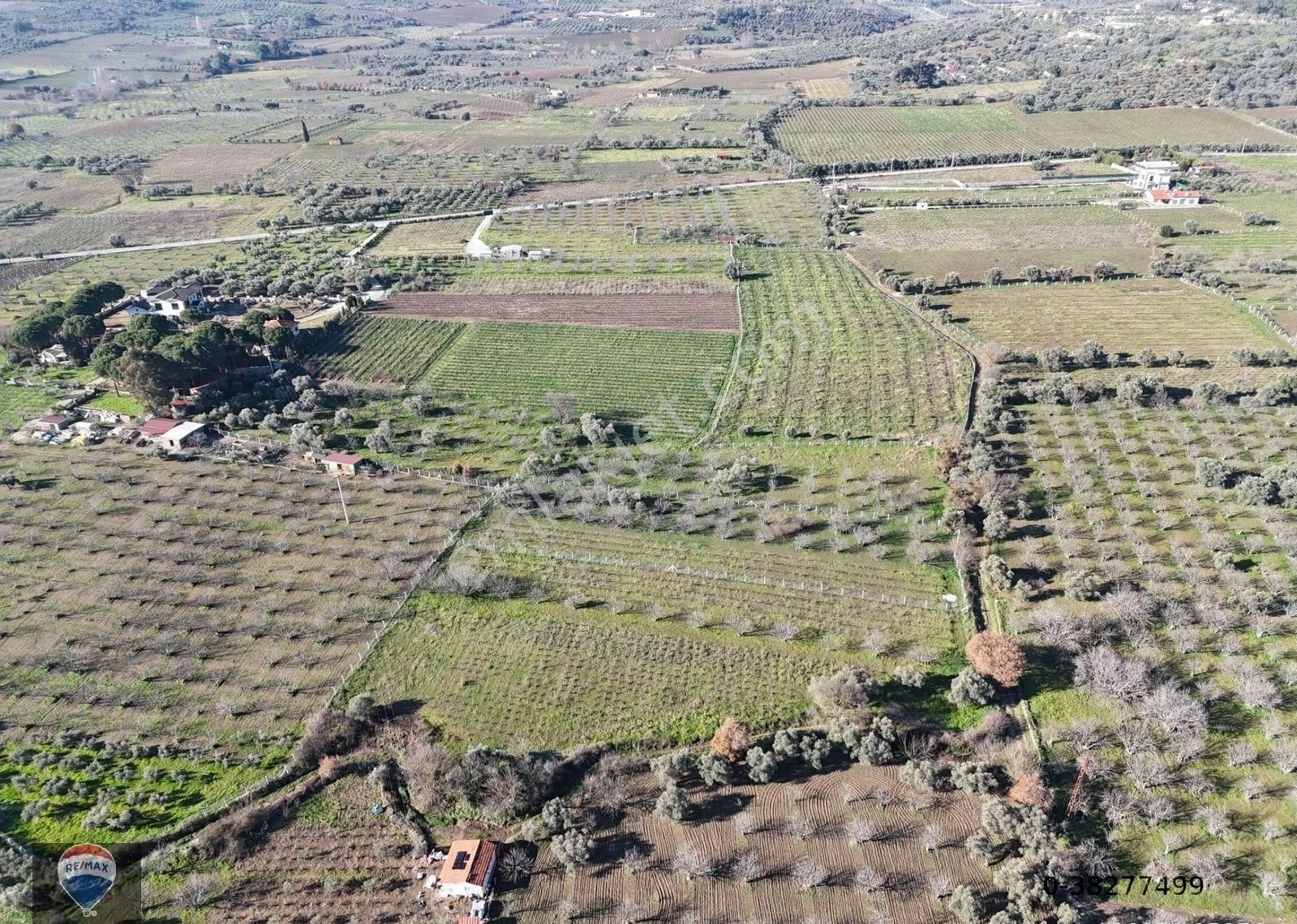 Burgaz'da Doğa İle İçiçe Yatırımlık Üzüm & İncir Bahçesi - Görsel 6