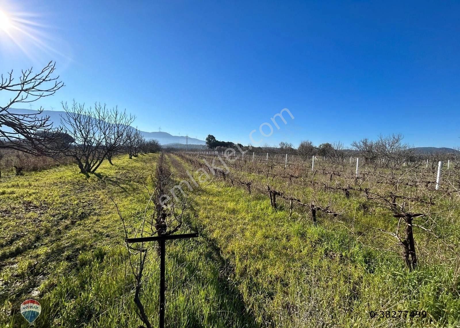 Burgaz'da Doğa İle İçiçe Yatırımlık Üzüm & İncir Bahçesi - Görsel 7