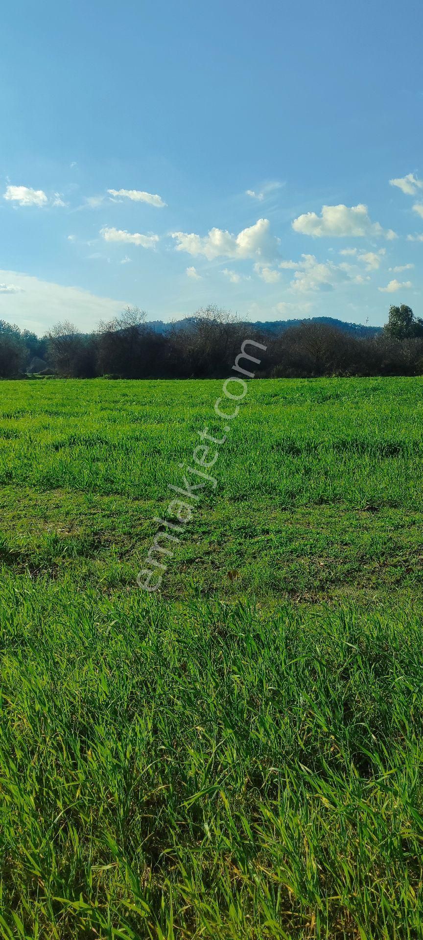 Muğla Ula Karabörtlende Satılık Paylı Mülkşyetli - Görsel 2