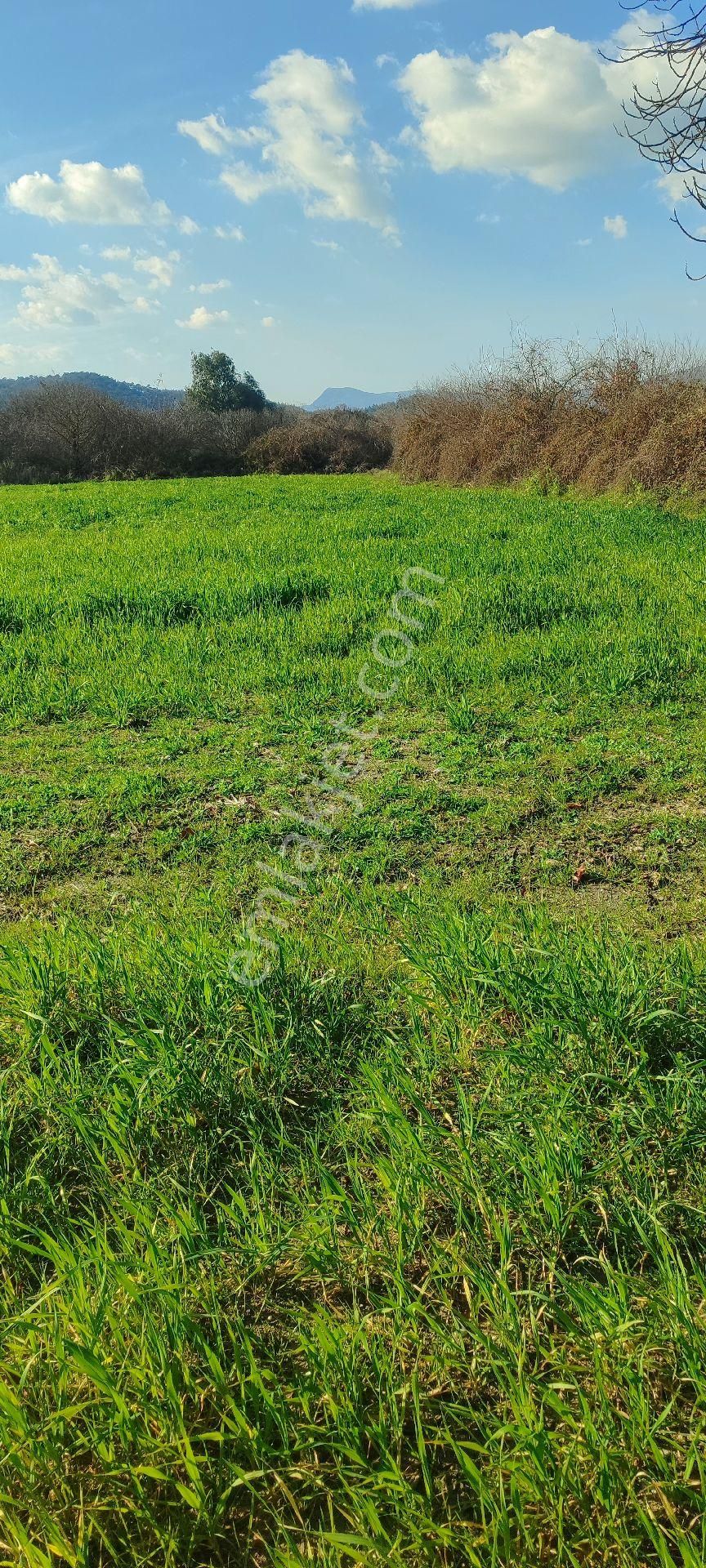 Muğla Ula Karabörtlende Satılık Paylı Mülkşyetli