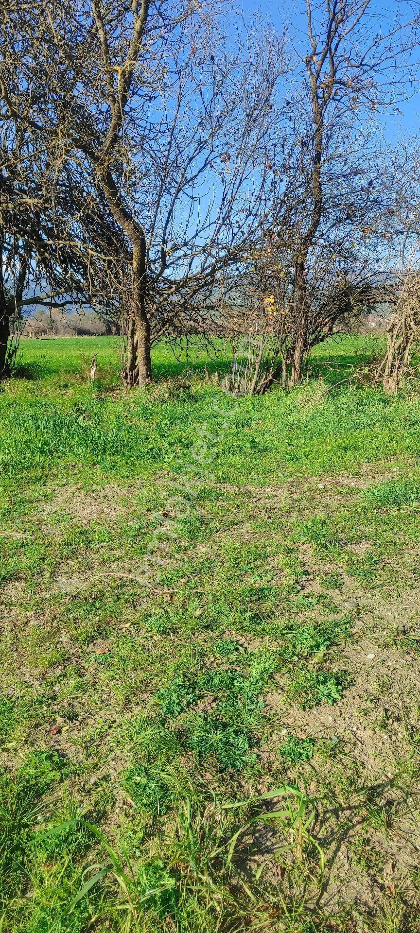 Muğla Ula Karabörtlende Satılık Paylı Mülkşyetli - Görsel 3