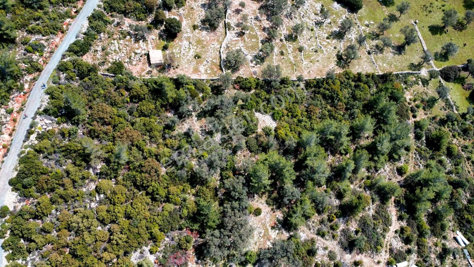 Bodrum Yalıçiftlikte Deniz Manzaralı 9650 M2 Satılık Arazi - Görsel 6