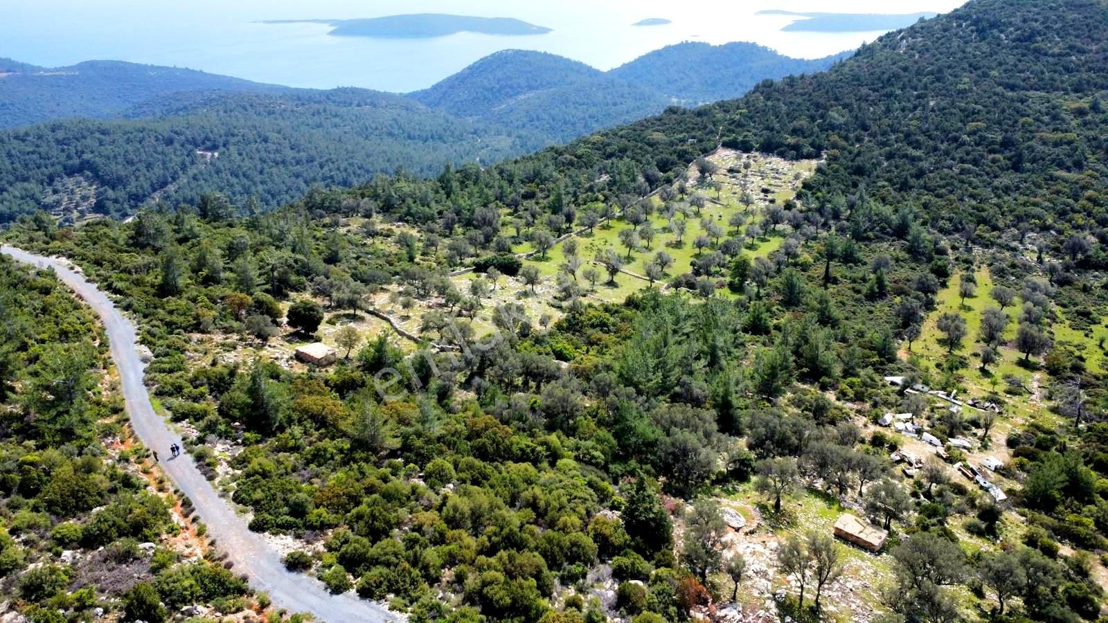 Bodrum Yalıçiftlikte Deniz Manzaralı 9650 M2 Satılık Arazi
