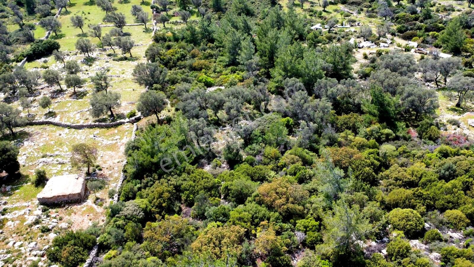 Bodrum Yalıçiftlikte Deniz Manzaralı 9650 M2 Satılık Arazi - Görsel 5