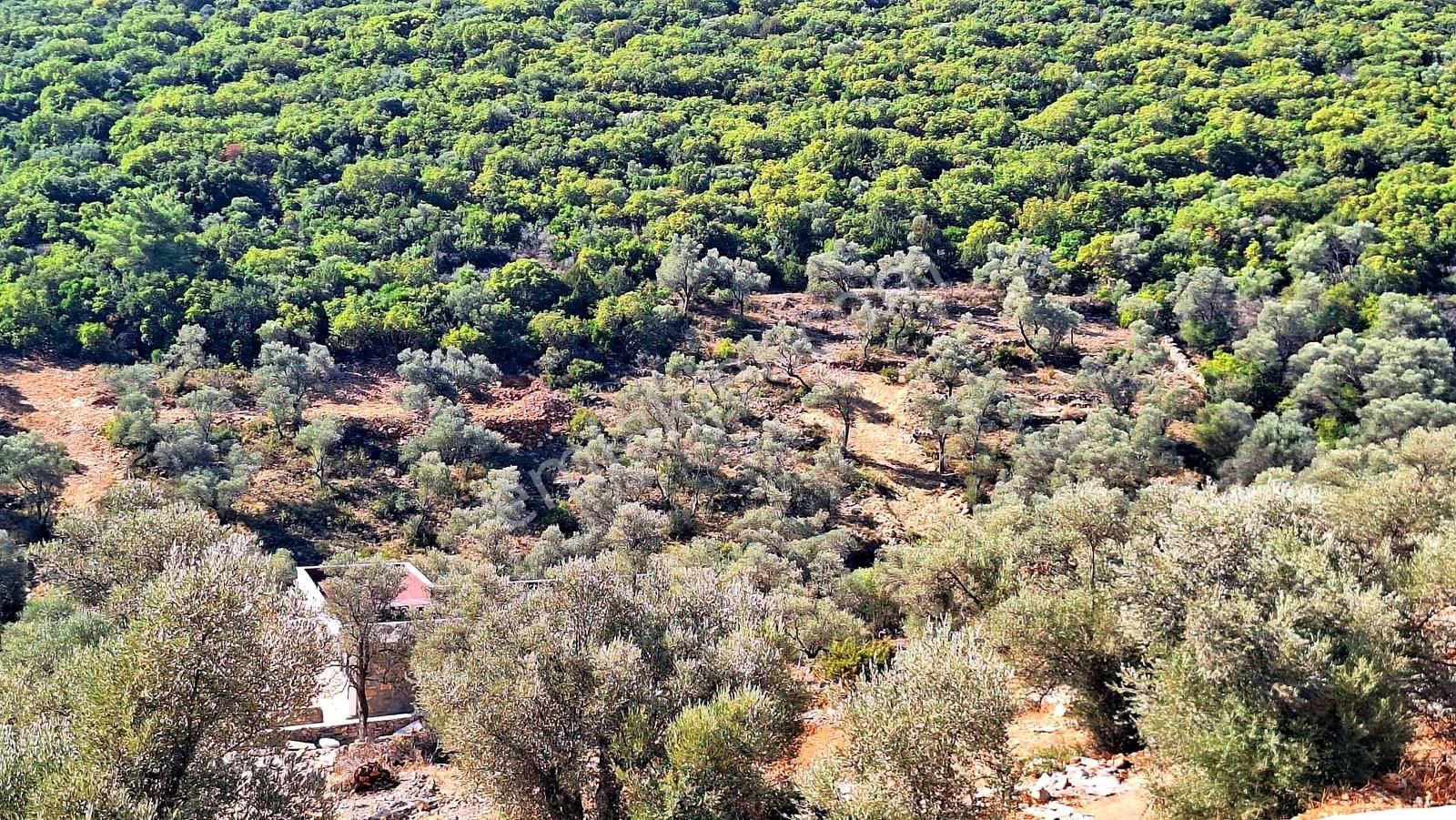 Bodrum Çilek Köyü Satılık Fırsat Kooperatif Hissesi - Görsel 8
