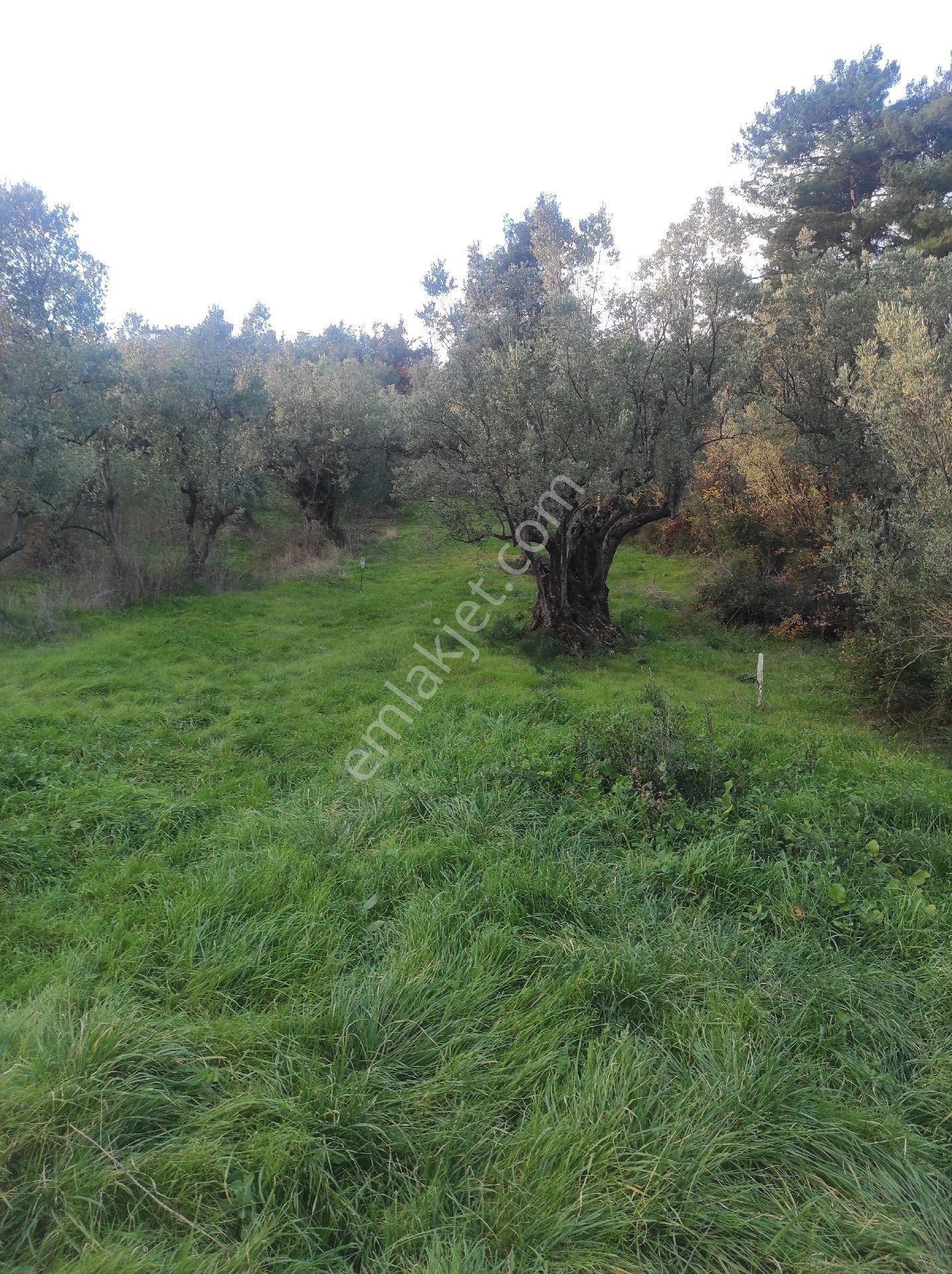 İdenova Gayrimenkul'den Mudanya Işıklı Mevkii Satılık - Görsel 8
