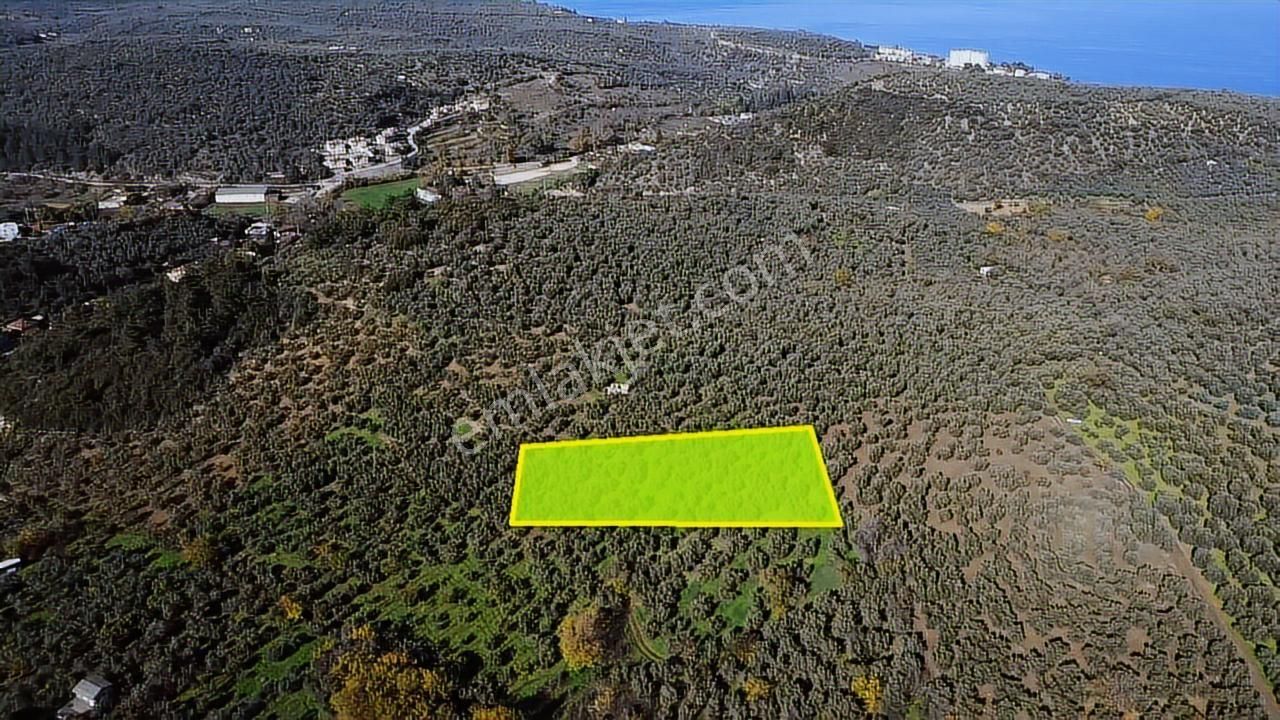 Tırpan Gayrimenkulden Trilyede 1.950m2 Bakımlı Fırsat Zeytinlik