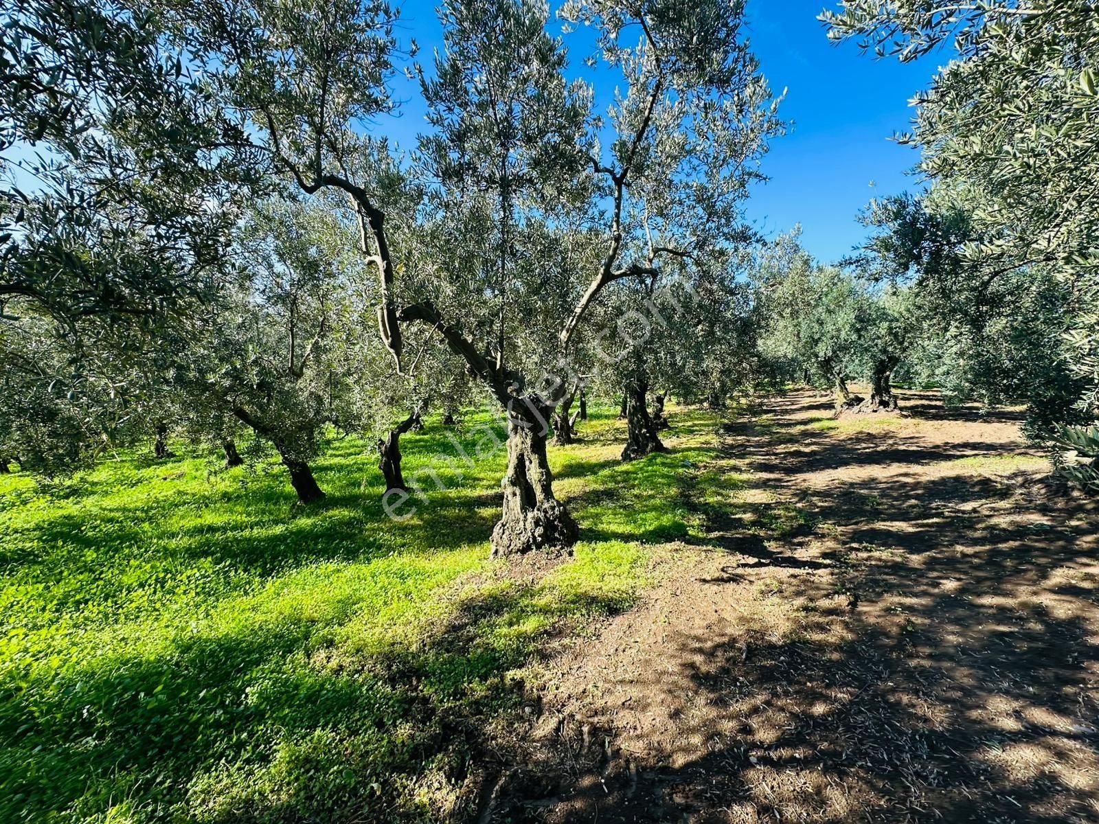 Tırpan Gayrimenkulden Trilyede 1.950m2 Bakımlı Fırsat Zeytinlik - Görsel 7
