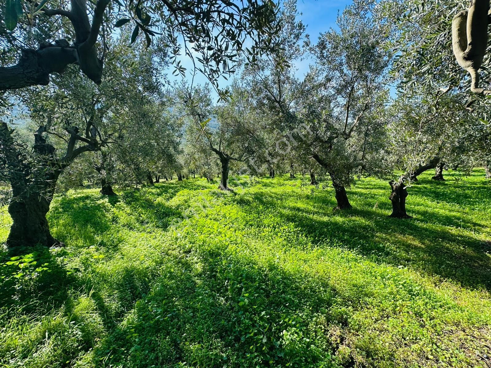 Tırpan Gayrimenkulden Trilyede 1.950m2 Bakımlı Fırsat Zeytinlik - Görsel 4