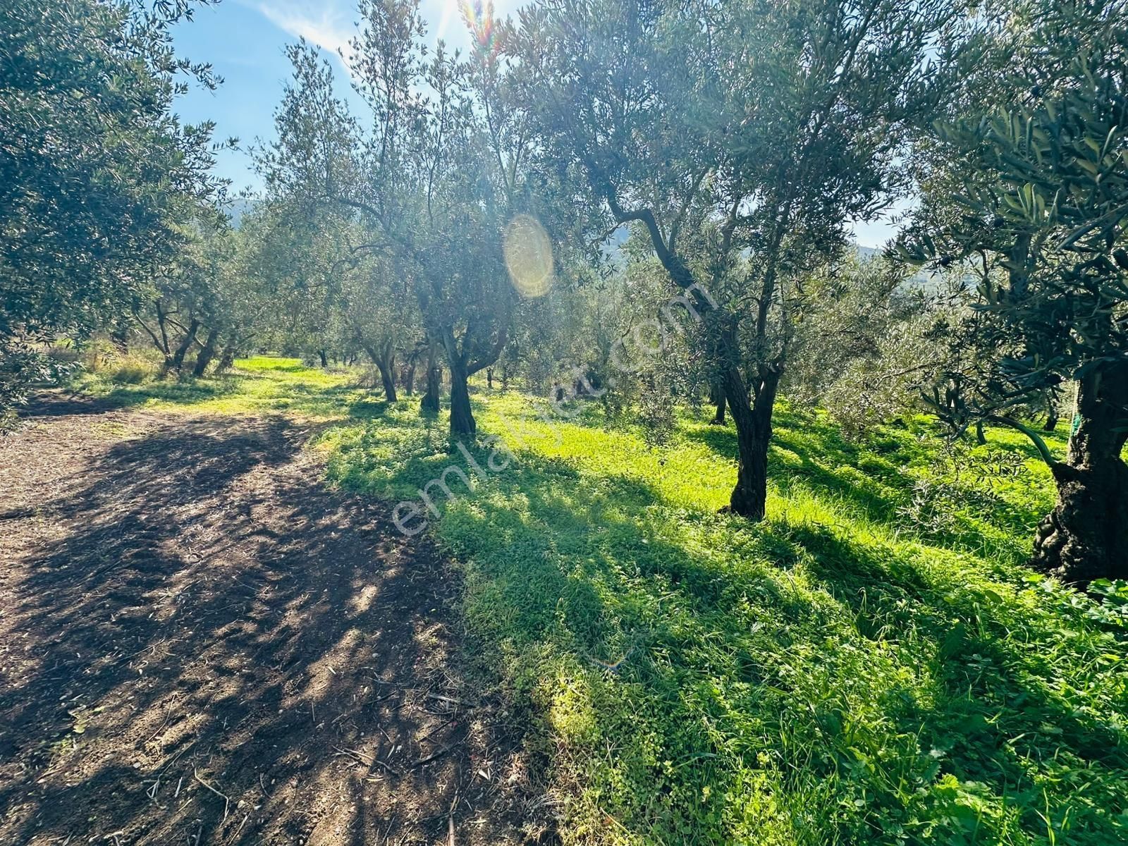 Tırpan Gayrimenkulden Trilyede 1.950m2 Bakımlı Fırsat Zeytinlik - Görsel 8