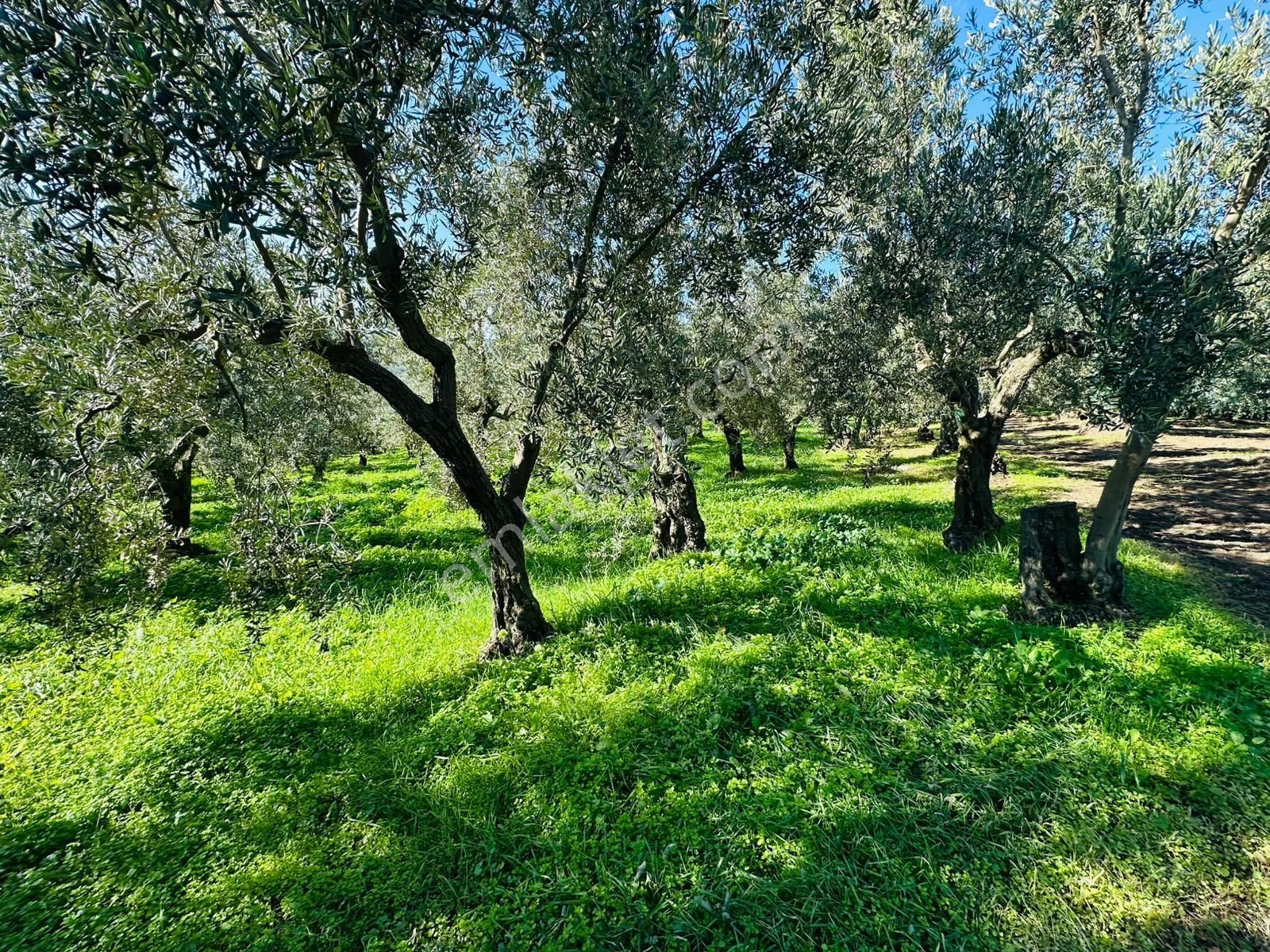 Tırpan Gayrimenkulden Trilyede 1.950m2 Bakımlı Fırsat Zeytinlik - Görsel 2