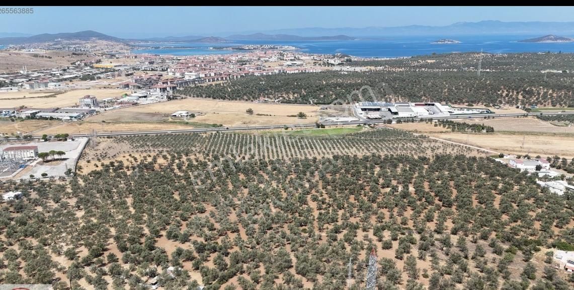520 Gayrimenkulden Ayvalık In En Güzelkonumda Satılık Zeytinlik
