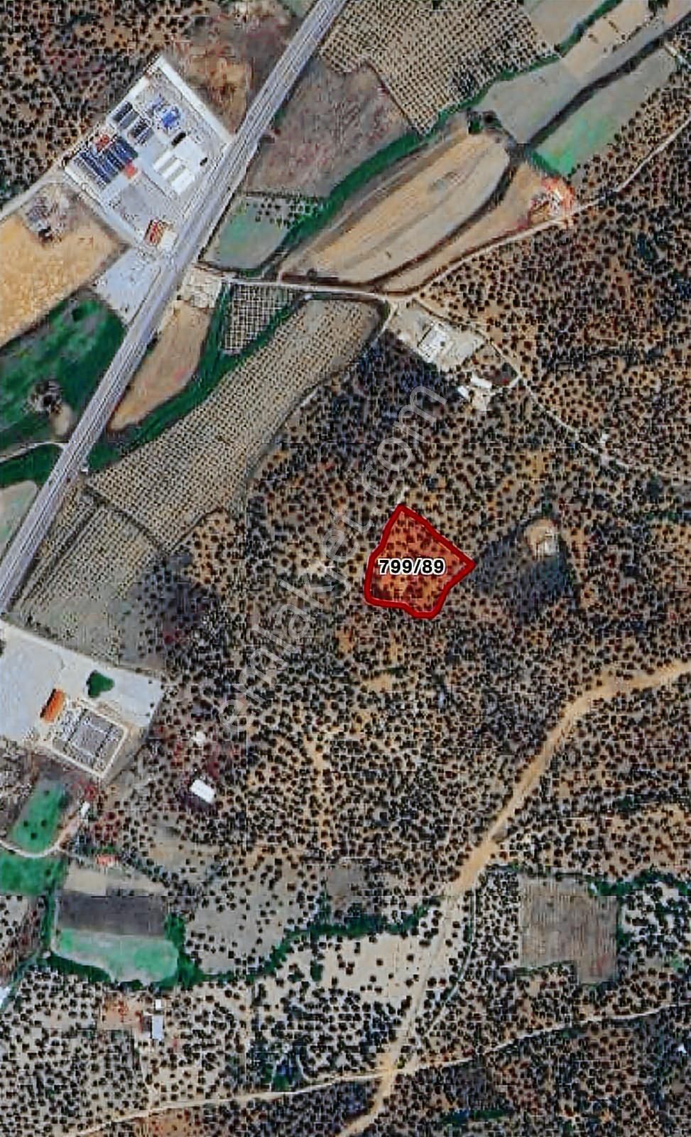 520 Gayrimenkulden Ayvalık In En Güzelkonumda Satılık Zeytinlik - Görsel 4
