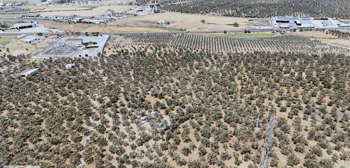 520 Gayrimenkulden Ayvalık In En Güzelkonumda Satılık Zeytinlik - Görsel 2