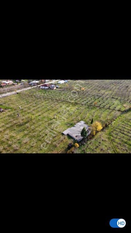 Sakarya Akyazıda Salihiye Köyünde Satılık Ev Meyve Ağaçlı Taşduvarlı 14 Dönüm Fındık Meyve Bahçesi - Görsel 4