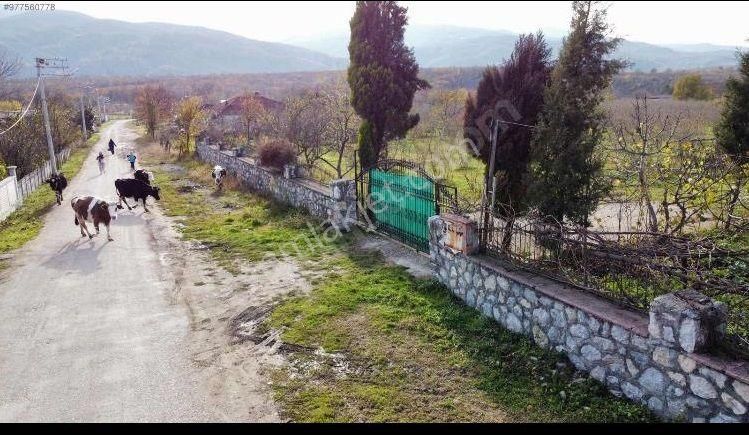 Sakarya Akyazıda Salihiye Köyünde Satılık Ev Meyve Ağaçlı Taşduvarlı 14 Dönüm Fındık Meyve Bahçesi - Görsel 5