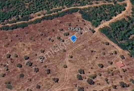 Bodrum Yeniköy (karaova)‘da Acil Satılık 4.668 M² Zeytinli Tarla - Görsel 6
