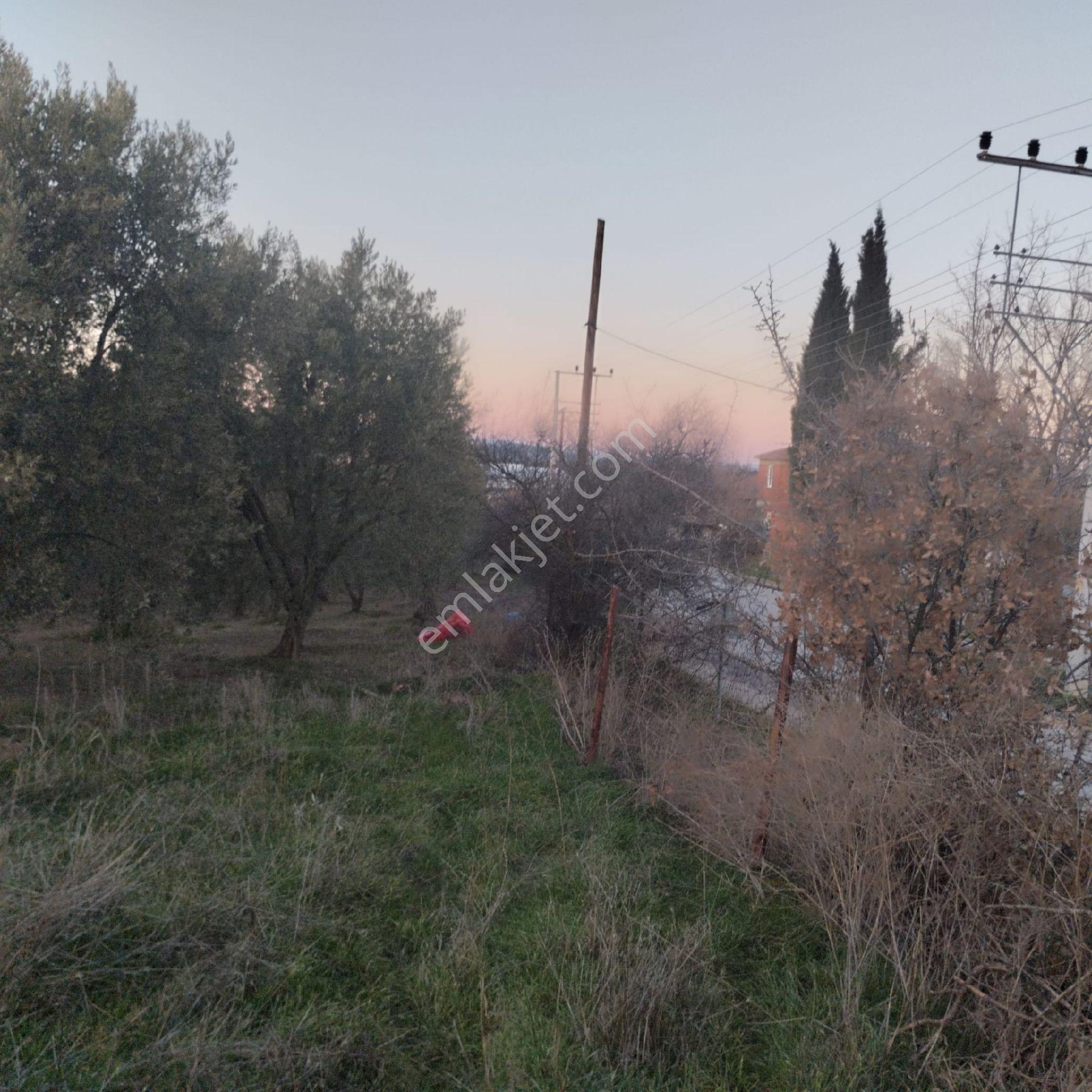 Satılık Zeytinlik - Görsel 12