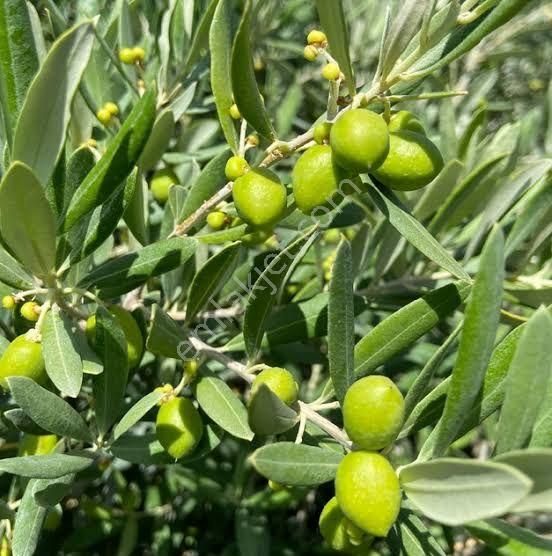 İzmir Bayındır Yusuflu'da Köy Manzaralı 476 M2 Çok Uygun Zeytinlik. Açıklamayı Okuyarak Arayınız.