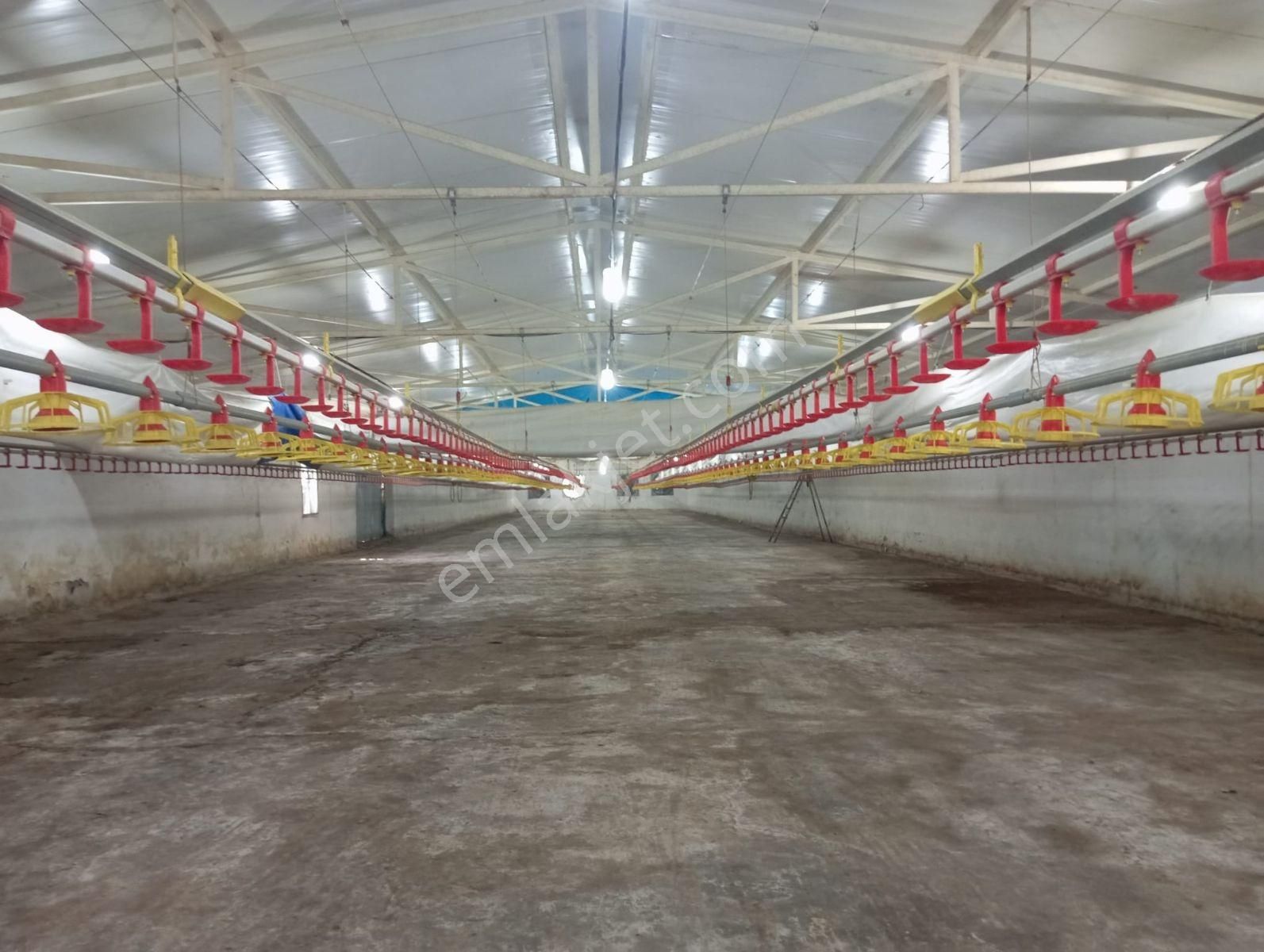 İzmir Tire Akçaşehir De 4600m2 Tarla İçerisinde Tavuk Çiftliği - Görsel 12