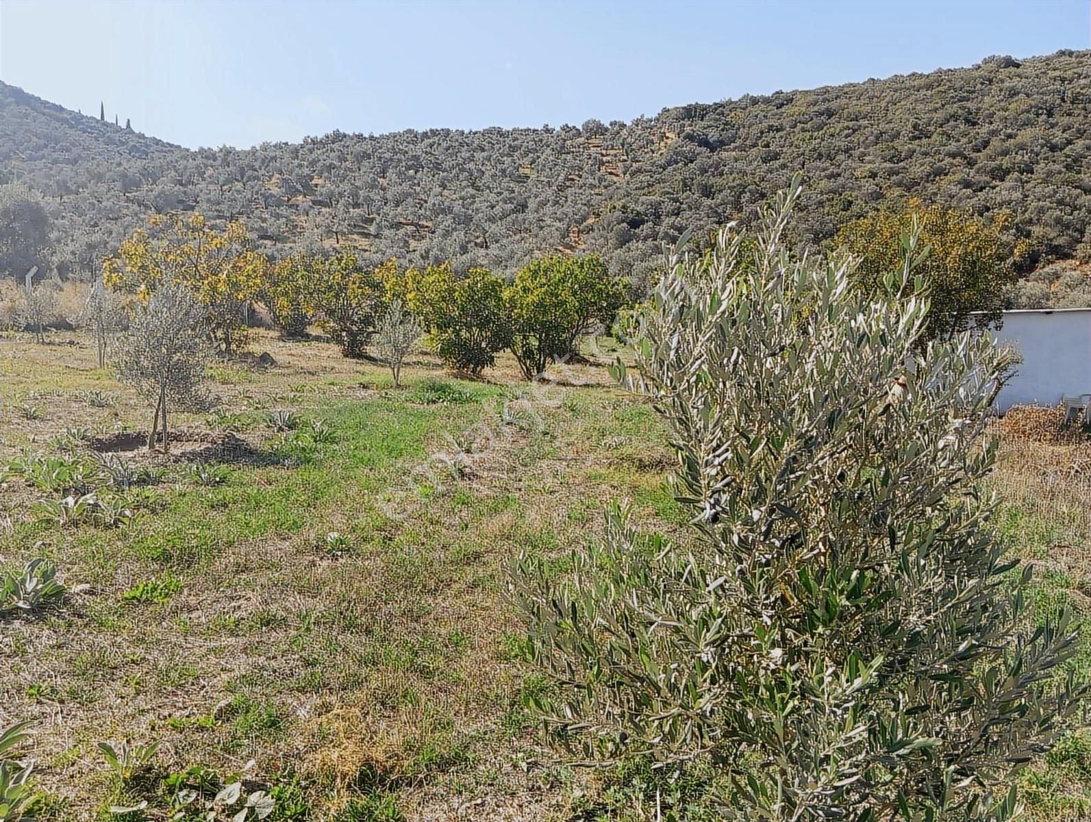 İzmir Tire Akçaşehir De 4600m2 Tarla İçerisinde Tavuk Çiftliği - Görsel 15