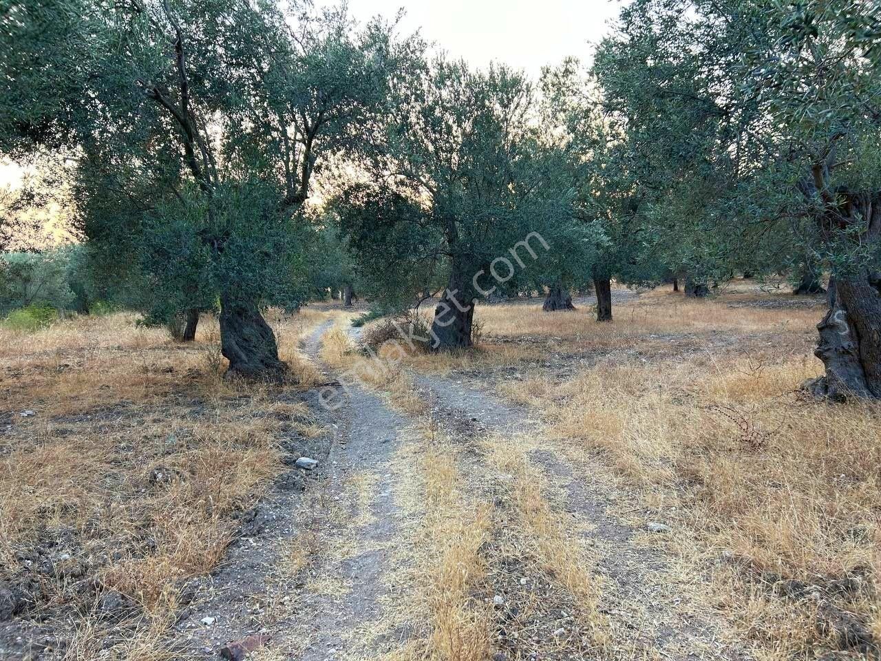 Uytun'dan Havran Kocadağ Köyünde Yola Cepheli Satılık Zeytinlik - Görsel 18