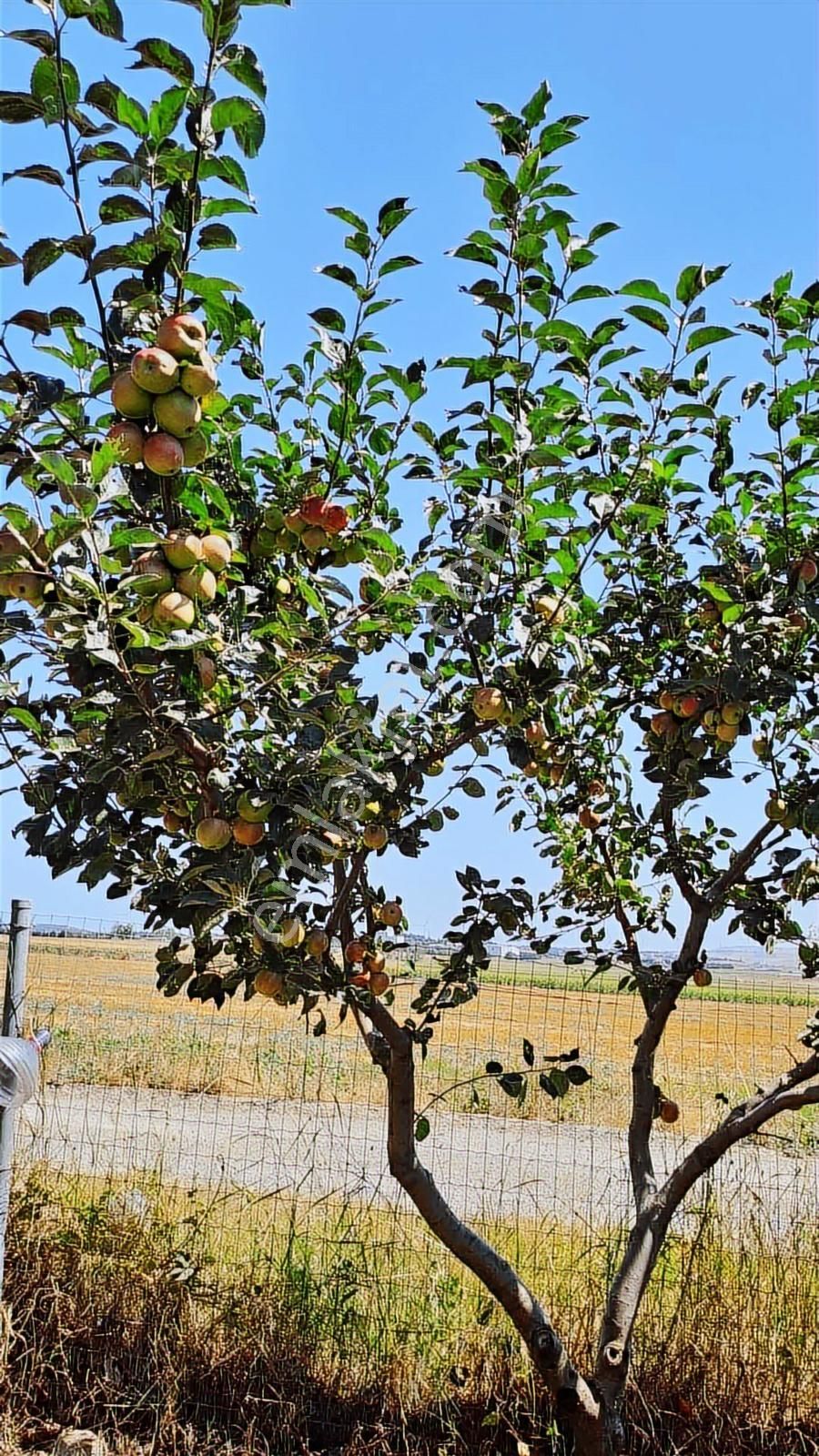 Silivride 6.403 M² Tek Tapulu Müstakil Çiftlik - Görsel 13