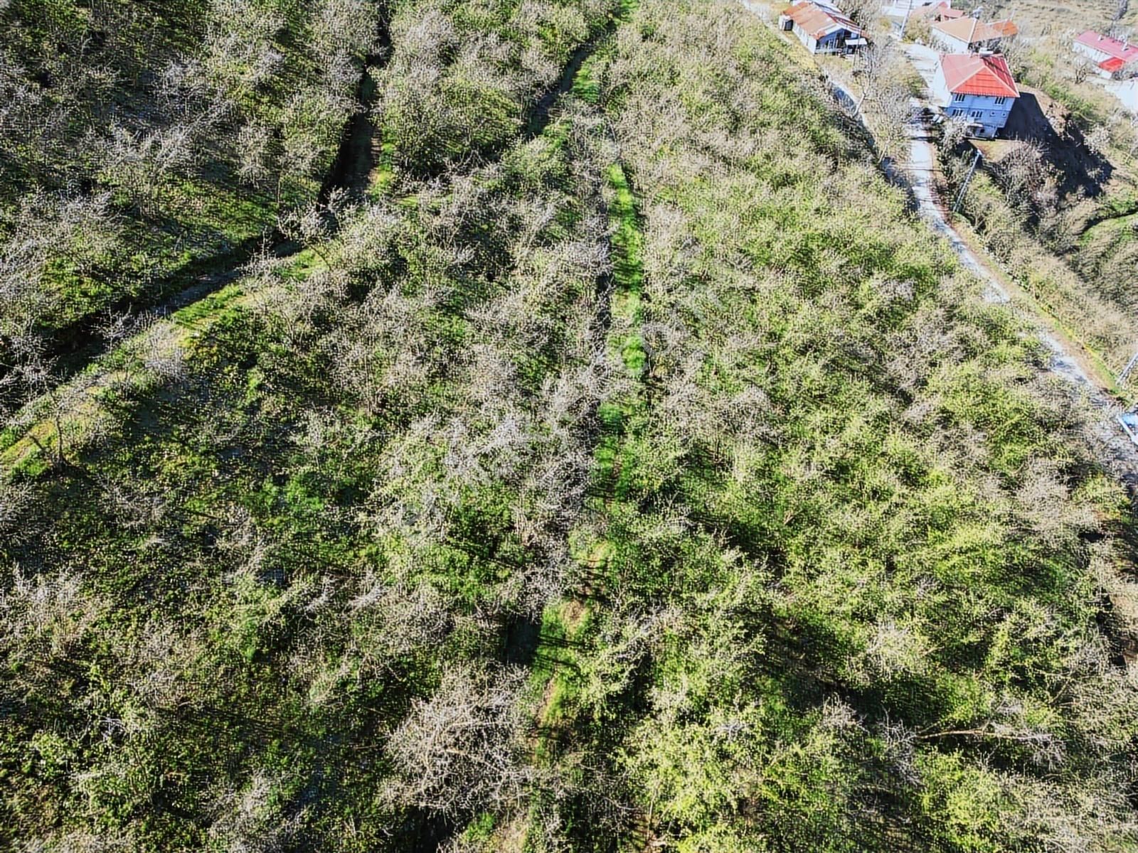 Merkez Yeniköy ' De Satılık Bahçe 2.518 M2 - Görsel 24