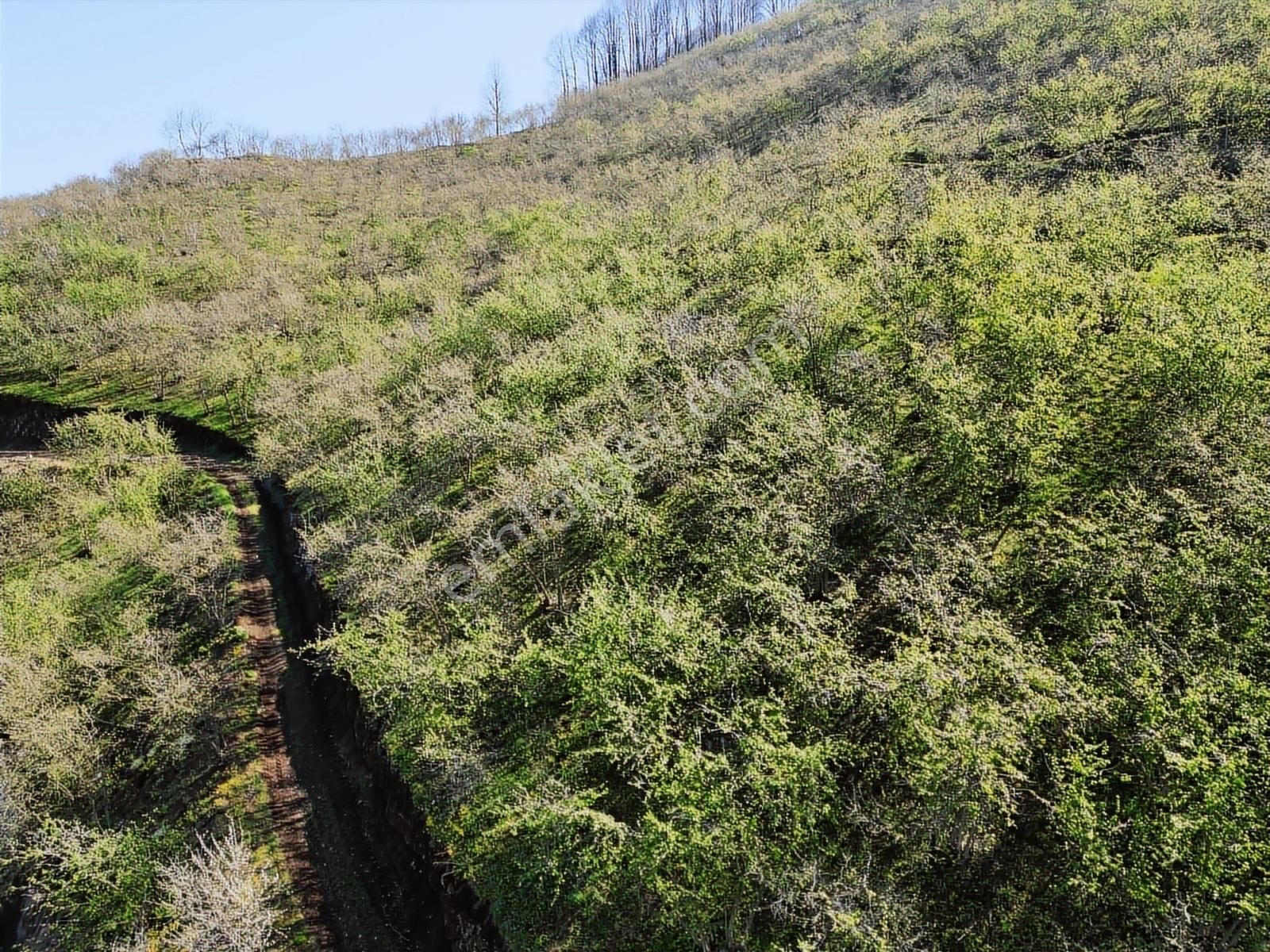 Merkez Yeniköy ' De Satılık Bahçe 2.518 M2 - Görsel 28
