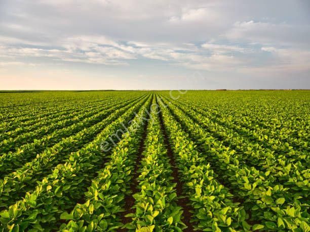 İzmir Tire Eskioba'da 37.003 M2 Yatırımlık 2 Tarla. Açıklamayı Okuyarak Arayınız.