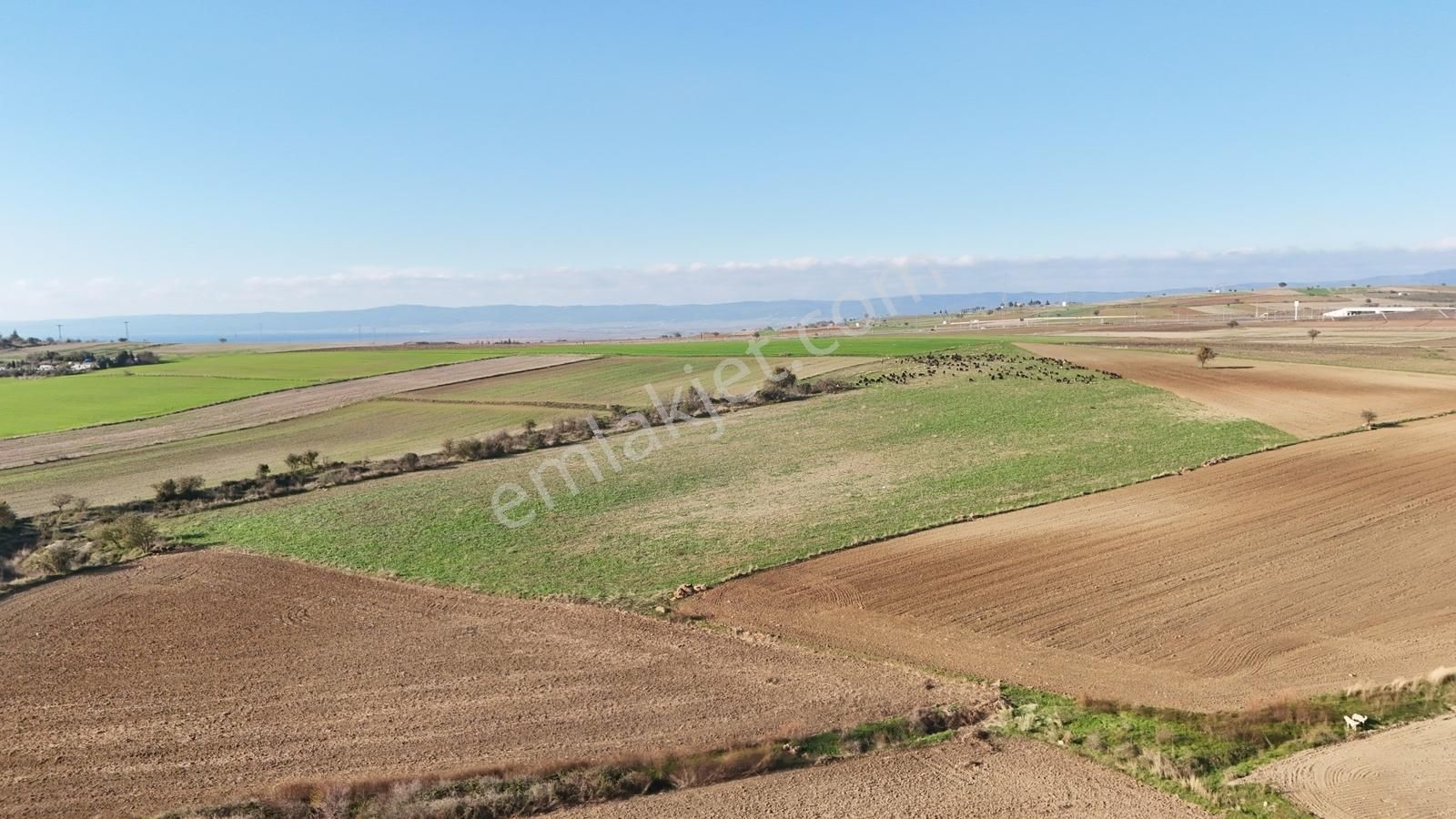 Müstakil Tapulu, 21 Dönüm Tarla, Çanakkale Gelibolu Kavak - Görsel 8