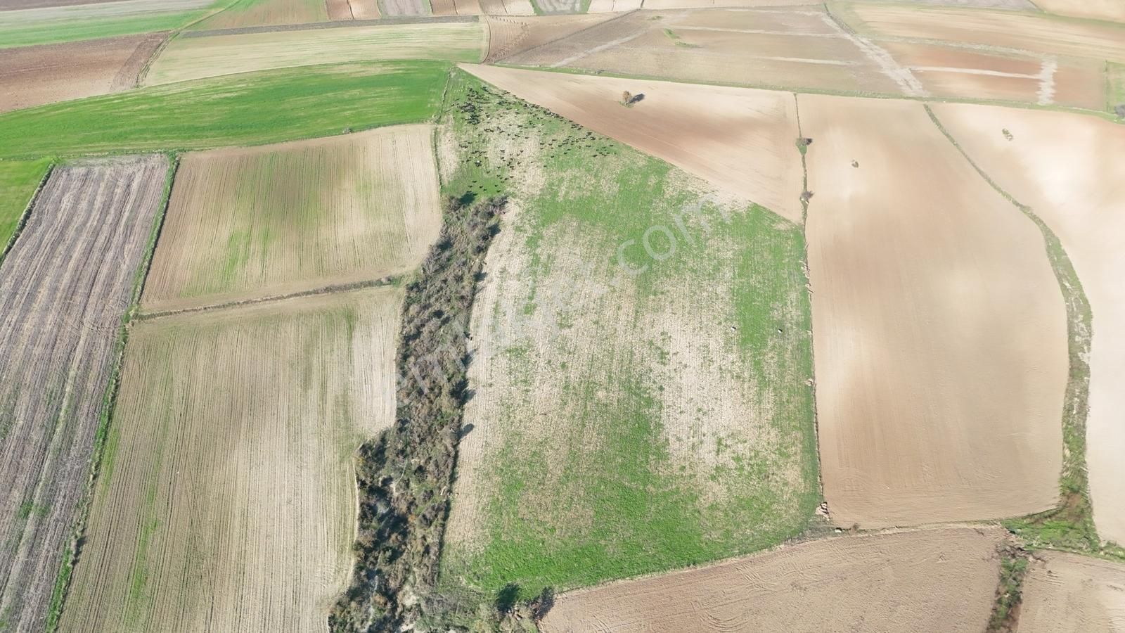 Müstakil Tapulu, 21 Dönüm Tarla, Çanakkale Gelibolu Kavak - Görsel 2