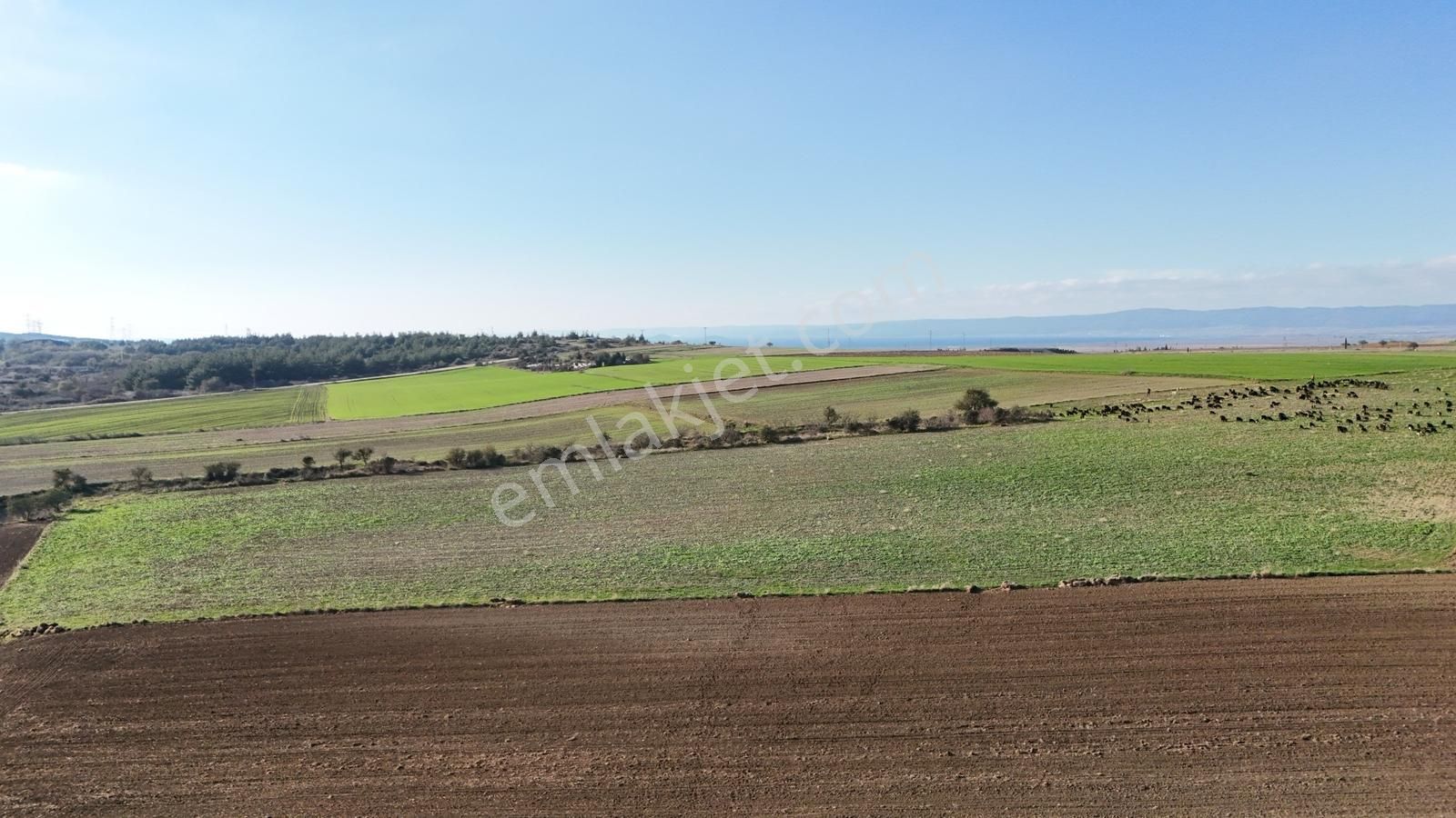 Müstakil Tapulu, 21 Dönüm Tarla, Çanakkale Gelibolu Kavak - Görsel 13