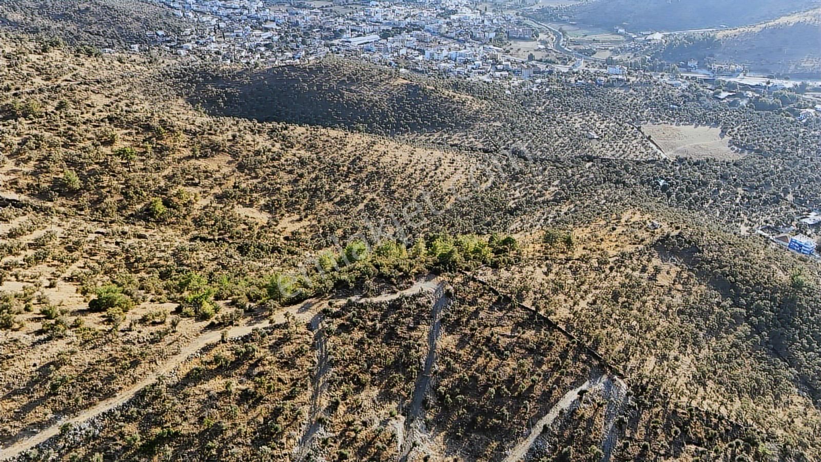 Hacıahmetler Kaçırılmayacak Fırsat 1. Sınıf Yatırımlık Zeytinlik