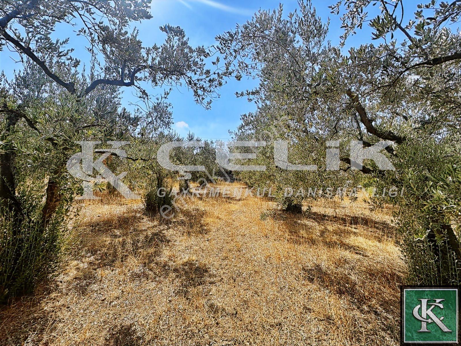 Çelik Emlaktan Yeni Yenice Mah Köy İçi 1200 M2 Satılık Arsa!!!!! - Görsel 16