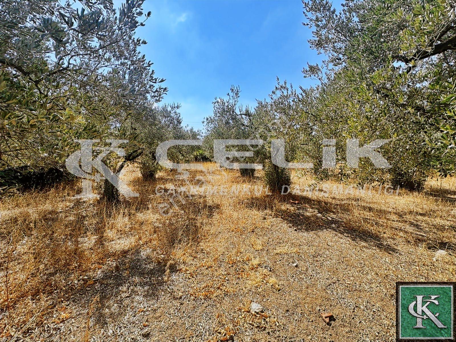Çelik Emlaktan Yeni Yenice Mah Köy İçi 1200 M2 Satılık Arsa!!!!! - Görsel 33
