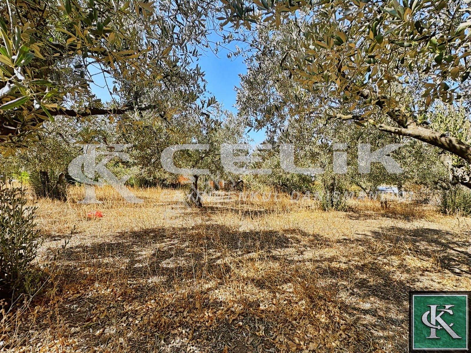 Çelik Emlaktan Yeni Yenice Mah Köy İçi 1200 M2 Satılık Arsa!!!!! - Görsel 32