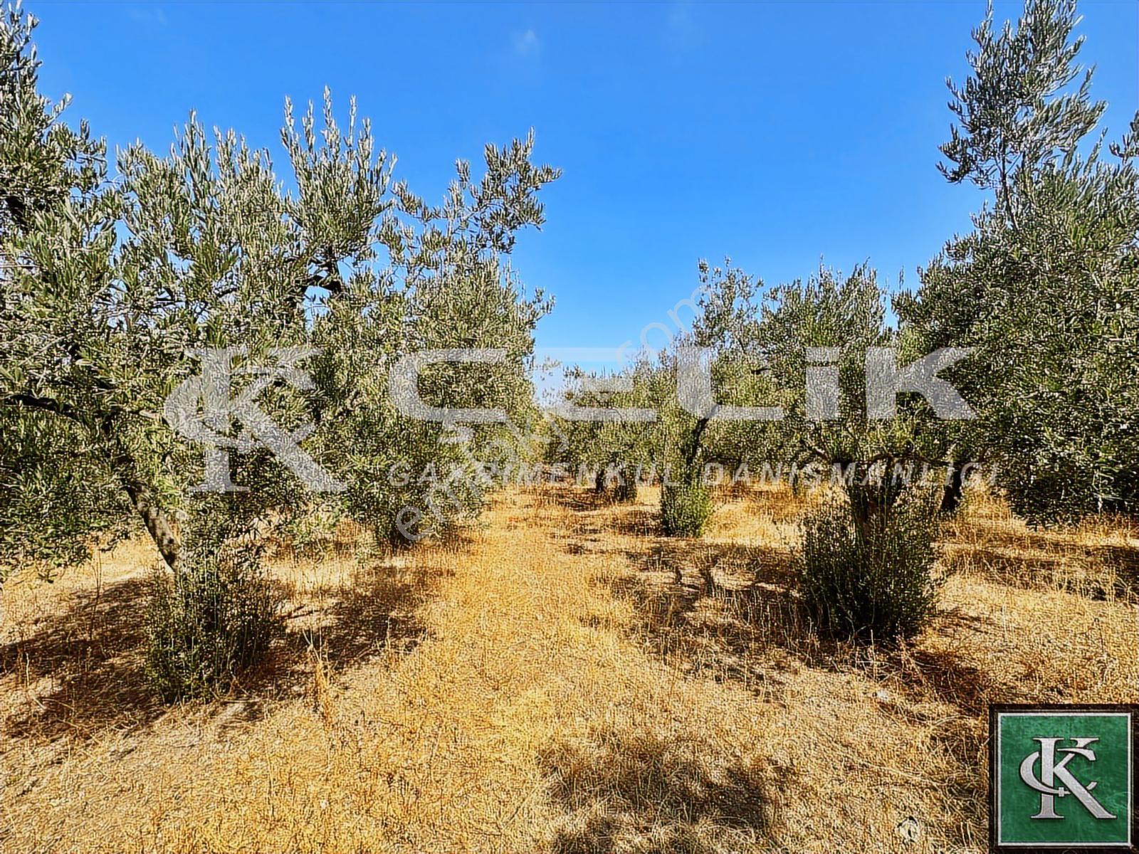 Çelik Emlaktan Yeni Yenice Mah Köy İçi 1200 M2 Satılık Arsa!!!!! - Görsel 2