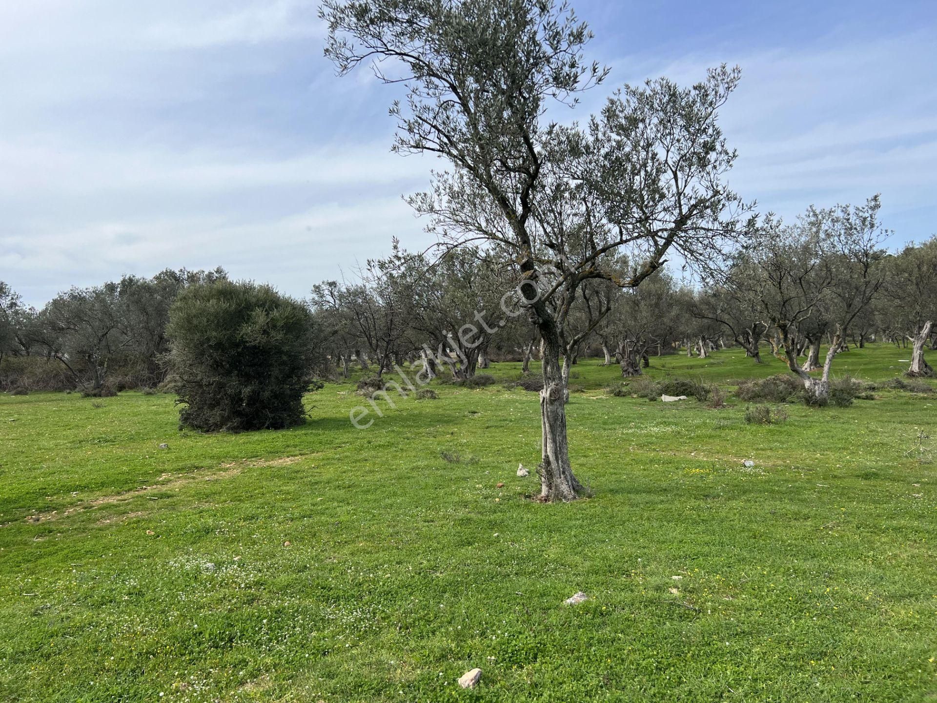 Balıkesir Ayvalık Camlık Ta Satılık 13,869 Metre Kare Arsa - Görsel 4