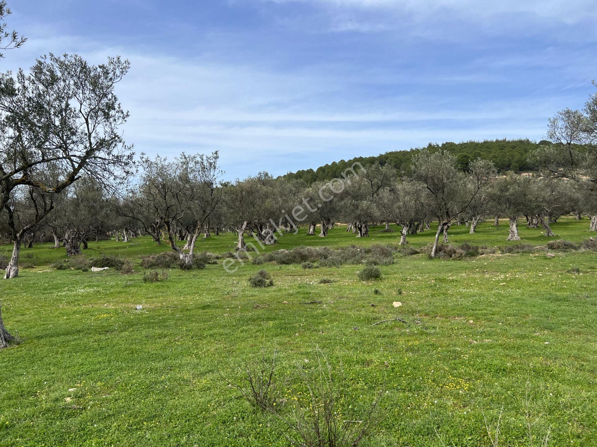 Balıkesir Ayvalık Camlık Ta Satılık 13,869 Metre Kare Arsa - Görsel 2