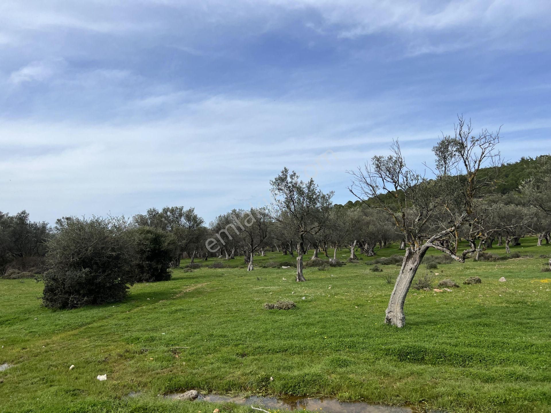 Balıkesir Ayvalık Camlık Ta Satılık 13,869 Metre Kare Arsa - Görsel 7