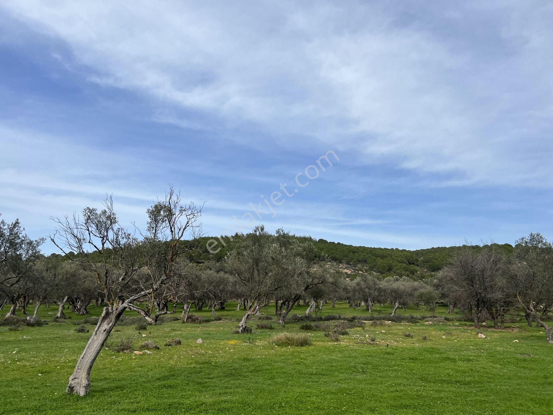 Balıkesir Ayvalık Camlık Ta Satılık 13,869 Metre Kare Arsa - Görsel 6