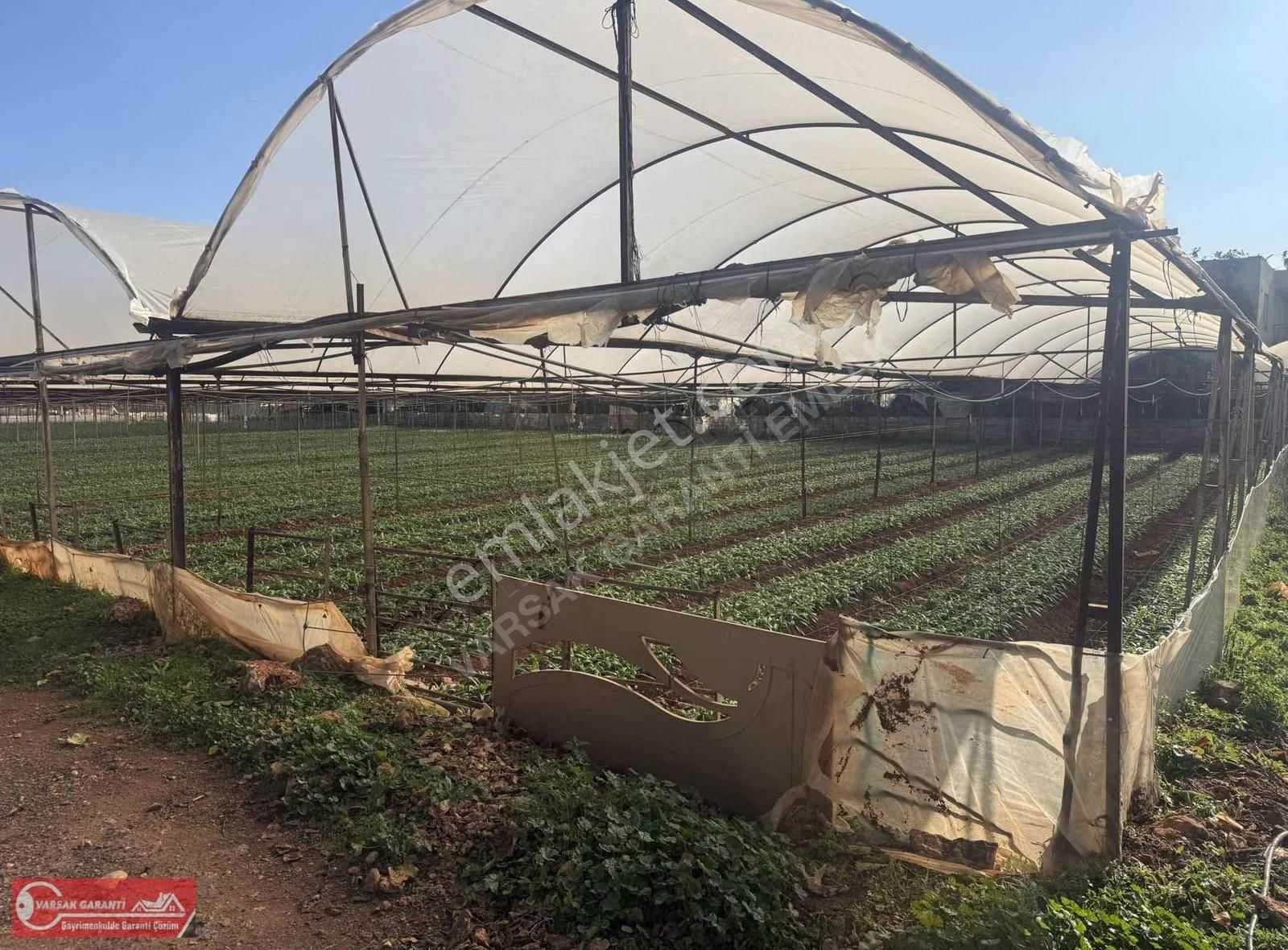Satılık Zeytinlik Mh 5826 Mt İçi Evli Tarla - Görsel 3