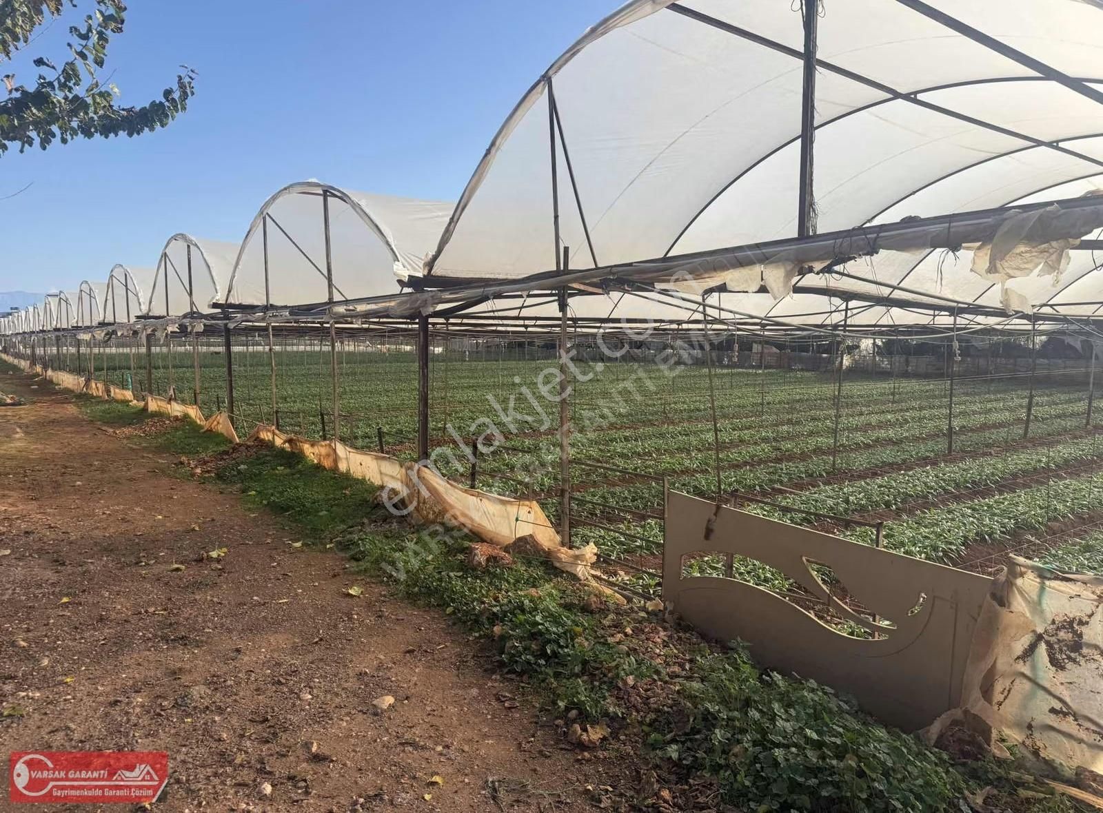 Satılık Zeytinlik Mh 5826 Mt İçi Evli Tarla - Görsel 4