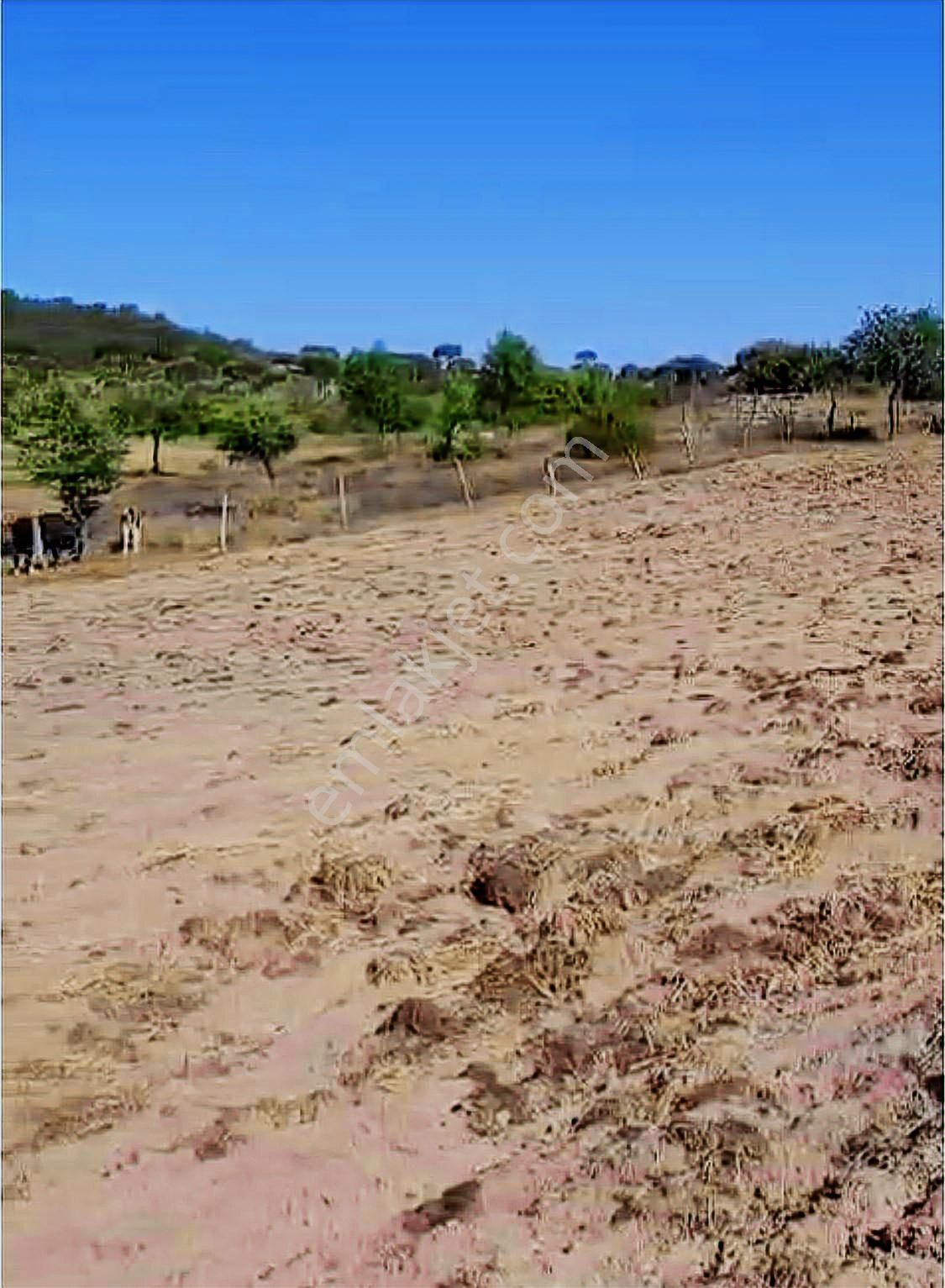 Deniz'den Muğla Milas'ta Satılık Arazi - Görsel 2