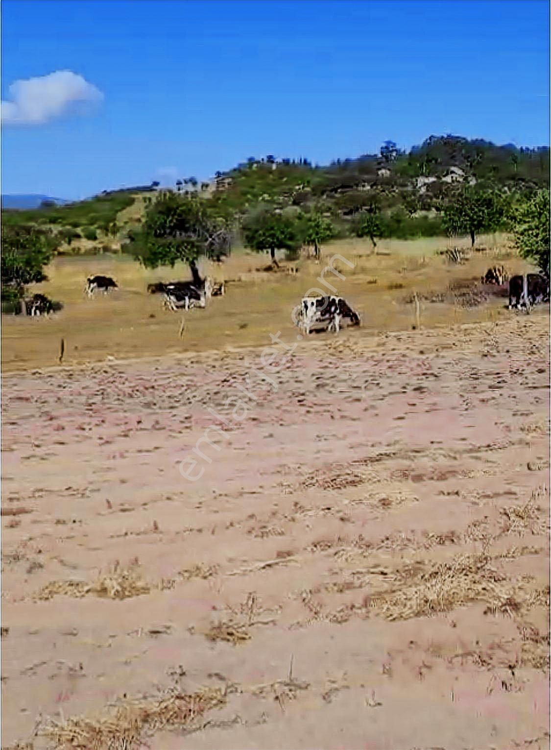 Deniz'den Muğla Milas'ta Satılık Arazi - Görsel 8